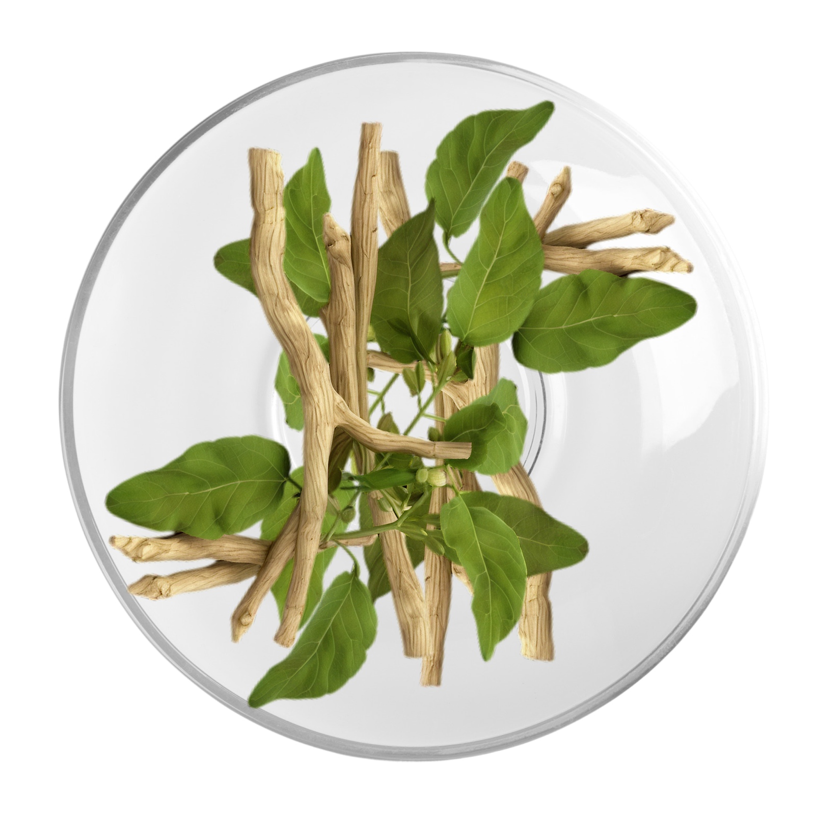 Ashwagandha Root Extract