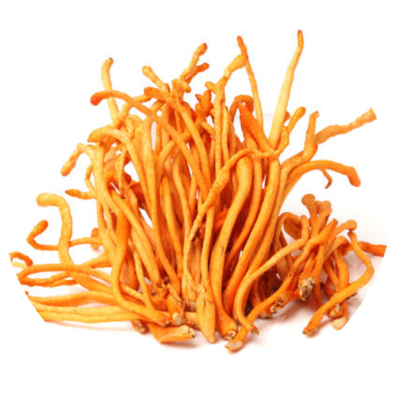 Cordyceps Mushroom