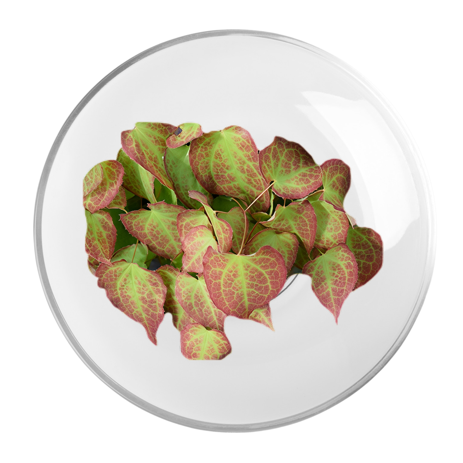 Epimedium (Horny Goat Weed)