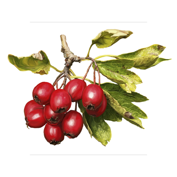 Hawthorn Berry Extract